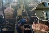 Üble Tierquälerei im Schweinebetrieb aufgedeckt: Verbraucher haben trotzdem für gute Haltung extra bezahlt