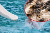 Ein Dutzend Kinder und Betreuer bei Freibadbesuch von asiatischen Hornissen attackiert