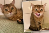 Besitzer stehen vor Tierheim-Tor und wollen Jungkatze "sofort und unbedingt abgeben"