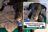 Erst gerettet, plötzlich in Lebensgefahr: Jetzt braucht Hund Armani Eure Hilfe