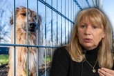 Finanzspritze für Sachsens Tierheime: Wie viel Geld steht jetzt zur Verfügung?
