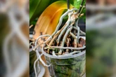 Hilfreich oder total schädlich? Darf man Orchideen-Luftwurzeln abschneiden?