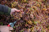 Schon fast wieder Schluss: Finale für die Weinlese in Sachsen