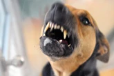 Hund greift plötzlich an: Junger Mann bei Spaziergang in Stuttgart verletzt