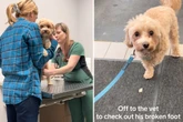 Maltipoo präsentiert Besitzerin verletztes Bein: Was sie beim Tierarzt erfährt, entsetzt sie