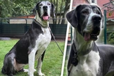Sanfter Riese sucht Sofaplatz: Wer hat ein Herz für Doggen-Dame Jill?