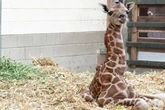 Süße Überraschung im Leipziger Zoo: Giraffe bringt heimlich Nachwuchs zur Welt