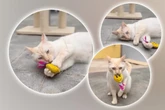 Kater hockt seit Ewigkeiten im Tierheim: Der Grund dafür ist erstaunlich