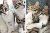 Katzenbabys teilen gemeinsames Schicksal: Happy End für die süßen Spätzünder?