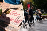 "Paw Parade 2025": Hunderte Menschen und Hunde ziehen durch die Stadt