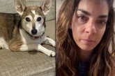 Tränenreicher Hilferuf von "Notruf Hafenkante"-Star: Hund kämpft ums Überleben