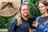 Kontrollsichtung in Dresdner Neustadt beendet: Sind Tigermücken in Fallen getappt?