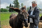 Reiten nicht erlaubt: Sachsenforst erteilt Eseln Waldverbot