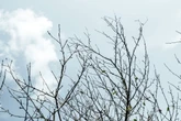 Plötzlich kahl: Warum verliert Dein Kirschbaum Blätter im August?