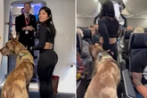Frau quetscht sich mit Dogge ins Flugzeug: Gesichter der Passagiere sprechen Bände