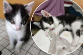 Tierpfleger in großer Sorge: Verletztes Katerchen muss sofort operiert werden!