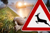 Wenn Wild die Straße kreuzt: So verhältst Du Dich richtig