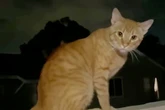 Frau füttert streunenden Kater: Als sie später nach Hause kommt, hat sie ein Problem