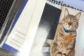 Was dieser Besitzer mit seiner Katze gemacht hat, ist einfach nur gemein