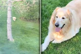 Golden Retriever kommt aus Urlaub zurück: Was er dann tut, lässt Herzen hüpfen