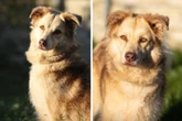 Maxi ist schon seit drei Jahren im Tierheim: Findet Golden Retriever Mix sein Zuhause für immer?