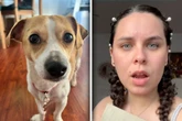 Hund agiert plötzlich sehr seltsam: Was dann passiert, verschlägt Besitzern die Sprache