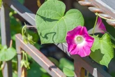 Kletterpflanzen für den Balkon: 3 beliebte Balkon-Ranken mit bunten Blüten