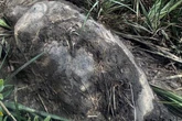 113 Kilo Objekt steckt im Sumpf fest: Doch es ist kein Stein!