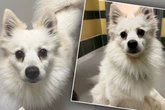 Spitz landet im Tierheim, doch eine Sache finden seine Pfleger seltsam