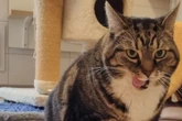 Sie ist ein echtes Schwergewicht: Wer hilft Katze Lola beim Abspecken?