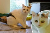 Besitzer verstorben: Was wird nun aus Katze Pipsi?