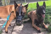 Süßer Schäferhund als Waffe abgerichtet: Doch das schmeckt Lio so gar nicht