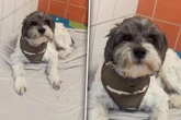 Hund verlässt Tierheim für neues Zuhause: Zehn Minuten später sind Pfleger sprachlos