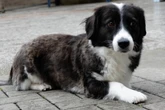 Erst verlor Betty ein Bein, dann ihr Frauchen: Bekommt sie eine zweite Chance?