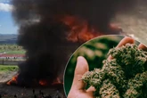 Polizei verbrennt 20 Tonnen Marihuana inmitten von Stadt: Kompletter Ort fünf Tage high