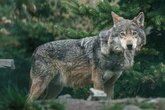 Kleiner Junge bei Grillfest von Wolf bedroht: Familienhündin wird zur tragischen Heldin