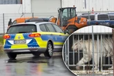 Polizei und Veterinäramt im Großeinsatz bei Leipziger Tiger-Queen!