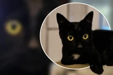 Eine Katze zum Verlieben: Die kleine Mika möchte gerne adoptiert werden