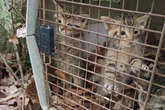 Ausgesetzte Baby-Miezen? Frauen "retten" versehentlich Wildkatzen-Kinder aus Wald