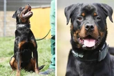 Sensibler Hund machte fatalen Fehler: Gibt es eine zweite Chance für Fino?
