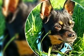 Süßes Pinscher-Mädchen auf Wohnungssuche: Wer kümmert sich jetzt um Krissi?