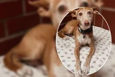 Mara verlor ihr Zuhause, jetzt leidet das Podenco-Mädchen im Tierheim