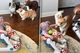 Hunde wollen Bällchen mit Baby spielen: Was dann passiert, verzückt so viele