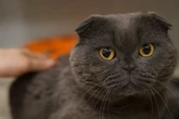 Felio ist Opfer extremer Qualzucht: Wer hat ein Herz für den verschmusten Kater?