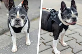 Süßer Hunde-Opa durchlebt wahres Trauma: Steht für Nobi ein Wunder im Raum?