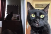 Harte Tour, auf die Katze ihr Frauchen frühmorgens weckt, lässt Lachtränen fließen