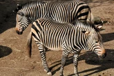 Er litt an einer wiederkehrenden Erkrankung: Bergzoo Halle muss Zebrahengst erlösen