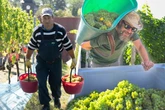 Erste Trauben müssen runter: Im Elbtal startet schon die Weinlese