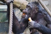 "Sie wäre in Europa die Älteste": Bahnt sich im Zoo Leipzig eine Sensation an?