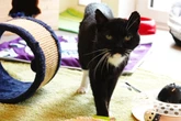 Seit Jahren im Tierheim: Der scheue Karasu sucht ganz spezielle Menschen